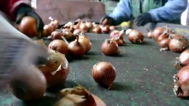 Konveyör bant üzerine taze yerli soğan / işçilerin Konveyör bant seçin aile içi kırmızı soğan