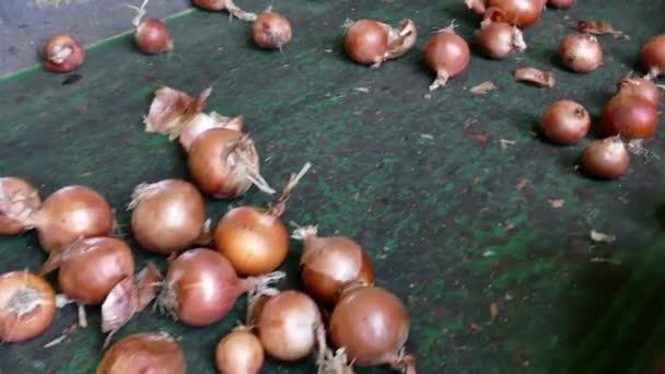 Auswahl Frischer Roter Zwiebeln Zum Verkauf Arbeiter Auf Dem Förderband — Stockvideo