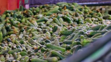 Taze hasat turşusu daha fazla işlemek için / üretim hat kalibrasyon ve salatalık işlenmesi için