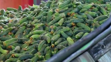 İşleme için taze turşusu / üretim hat kalibrasyon ve salatalık işlenmesi için