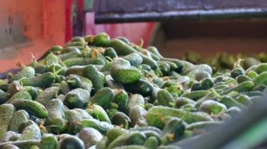 Salatalık paklama için işleme / üretim hat kalibrasyon ve salatalık işlenmesi için