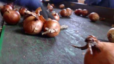 Soğan seçimi için satırda / işçilerin Konveyör bant seçin aile içi kırmızı soğan