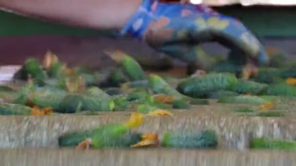 Bir Koşu Bandı Üzerinde Turşu Yelpazesi Üretim Hat Kalibrasyon Salatalık — Stok video