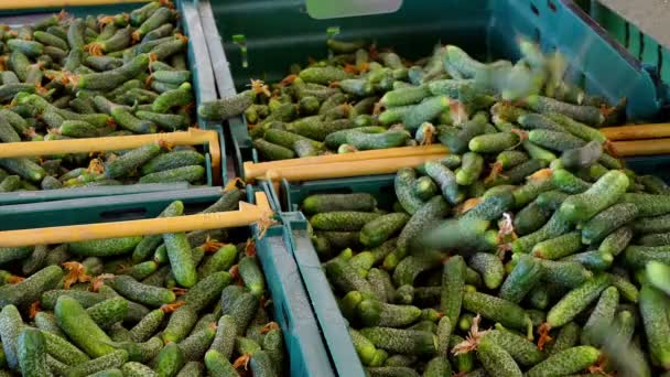 Packaging Gherkins Boxes Transport Production Line Calibration Processing Cucumbers — Stock Video