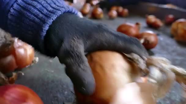 玉ねぎ加工工場で国内の赤タマネギのベルトコンベア上で労働者を選択 — ストック動画