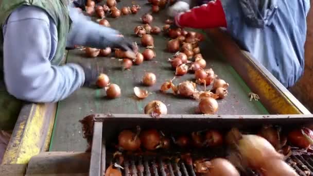 工人们选择洋葱 工人在传送带上选择国产红洋葱 — 图库视频影像