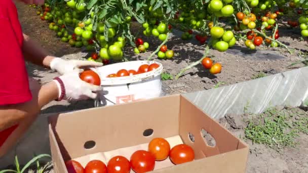 Zrenjanin Sérvia 2016 Tomate Plantação Pronto Para Mercado — Vídeo de Stock