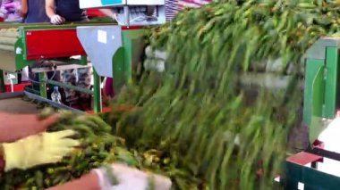 Ham salatalık ambalaj hattı / üretim hat kalibrasyon ve salatalık işlenmesi için