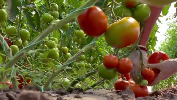 Plantation Organic Tomatoes Picking Organic Tomatoes Produced Greenhouse — Stock Video