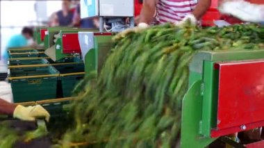 Ham salatalık ambalaj hattı / üretim hat kalibrasyon ve salatalık işlenmesi için