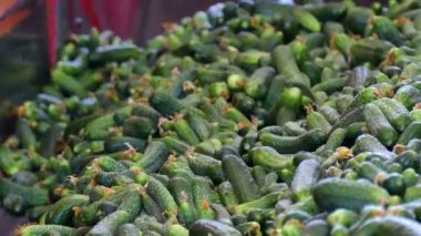 Ham salatalık işleme / üretim hat kalibrasyon ve salatalık işlenmesi için