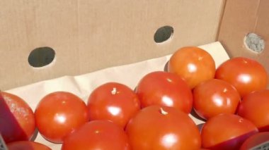 Taze kırmızı domates kasa içi ambalaj / sera işçisi sıralanmış ve paketlenmiş taze toplanmış domates
