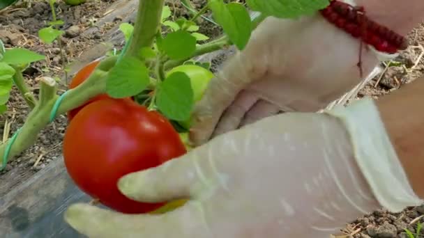 Freshly Picked Organic Tomatoes Picking Organic Tomatoes Produced Greenhouse — Stock Video