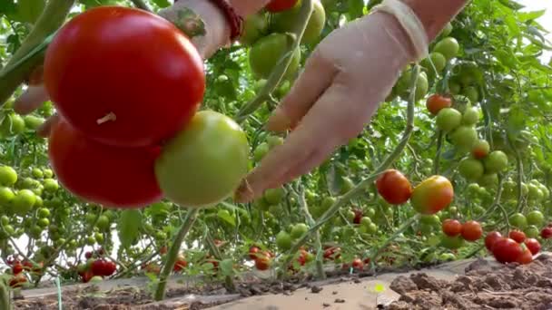 Rijpe Geteelde Tomaten Serre Biologische Tomaten Plukken Geproduceerd Kas — Stockvideo