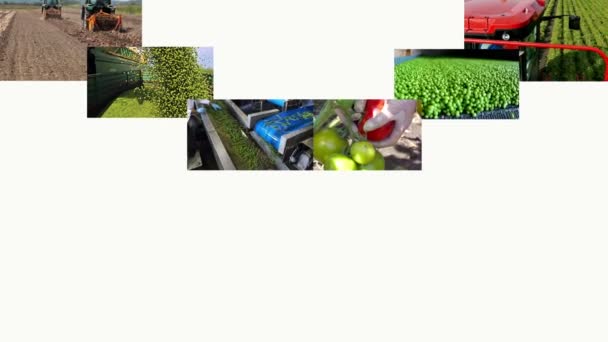 Produção Produtos Hortícolas Multi Screen Crescimento Produção Diferentes Tipos Produtos — Vídeo de Stock