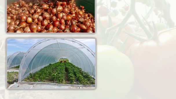 Hortalizas Multi Pantalla Cultivo Producción Diferentes Tipos Verduras — Vídeo de stock