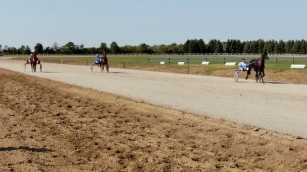 Backa Palanka Serbia 2019 Espárragos Karadjordjevo Arnés Copa Serbia Caballos — Vídeo de stock