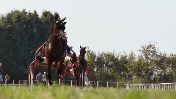 Backa Palanka Serbia 2019 Espárragos Karadjordjevo Arnés Copa Serbia Caballos — Vídeo de stock