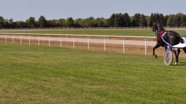 Backa Palanka Serbia 2019 Espárragos Karadjordjevo Arnés Copa Serbia Caballos — Vídeo de stock