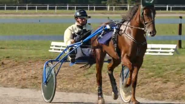 Backa Palanka ; Serbia ; 09/27-29/2019. Studs Karadjordjevo ; Serbian Cup Harness horse- Racing Horses Trots On A Track Of Stadium — Stock Footage Backa Palanka Serbia 2019 Studs Karadjordjevo Serbian Cup Harness Horse Royalty Free Stock Video