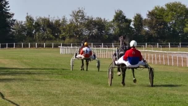 Backa Palanka Serbien 2019 Gestüte Karadjordjevo Serbischer Cup Trapez Pferderennpferde — Stockvideo