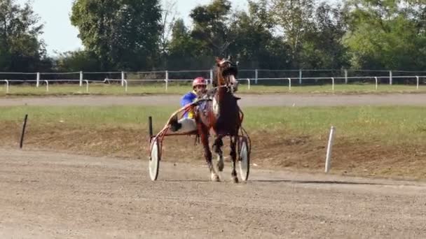 Backa Palanka Serbia 2019 Espárragos Karadjordjevo Arnés Copa Serbia Caballos — Vídeo de stock