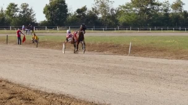 Backa Palanka Сербія 2019 Studs Karadjordjevo Serbian Cup Harness Horse — стокове відео