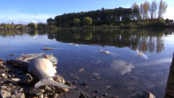 Matanzas Peces Desastre Ecológico Envenenamiento Peces Causado Por Descarga Sustancias — Vídeo de stock