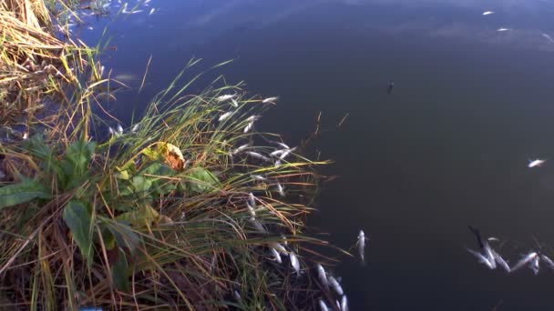 Umweltkatastrophe Fluss Fischvergiftung Durch Austritt Giftiger Substanzen Aus Fabriken Fluss — Stockvideo