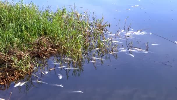 Poissons morts dans une rivière polluée / Intoxication du poisson causée par le rejet de substances toxiques par les usines de la rivière 