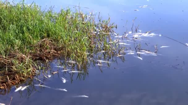 Peces Muertos Río Contaminado Intoxicación Peces Causada Por Descarga Sustancias — Vídeos de Stock