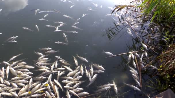 Nehirdeki Fabrikalardan Zehirli Maddelerin Boşaltılması Sonucu Kirlenmiş Ölü Balık Zehirlenmesi — Stok video