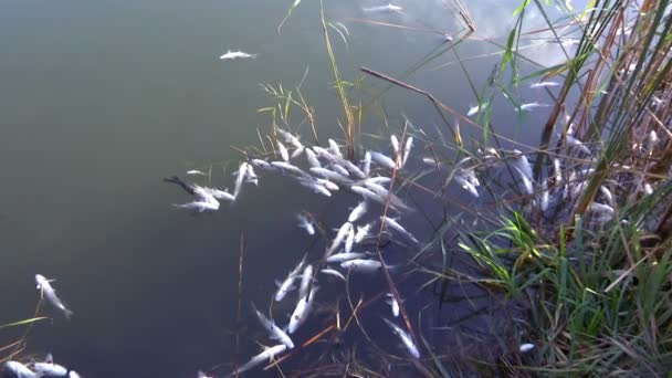 Μαζική Δηλητηρίαση Ψαριών Στον Ποταμό Δηλητηρίαση Ψαριών Που Προκαλείται Από — Αρχείο Βίντεο