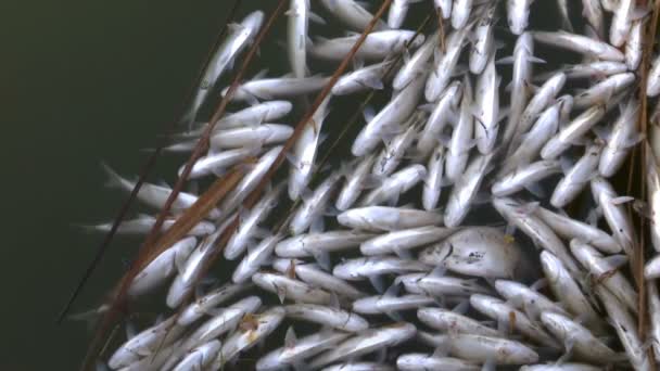 污水中的死鱼污染的河流 河流中的工厂排放有毒物质造成的鱼中毒 — 图库视频影像