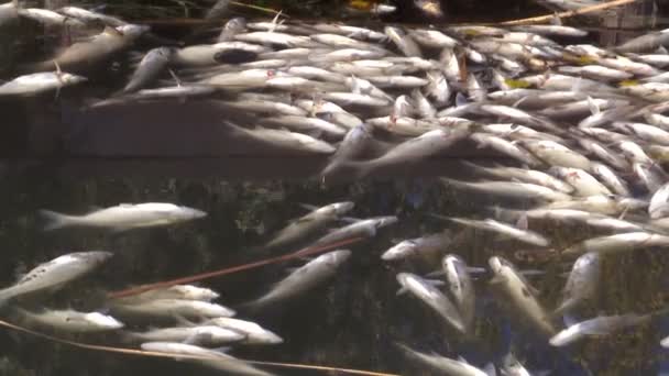 由工厂排放有毒物质导致的水鱼中毒事件中的死鱼 — 图库视频影像