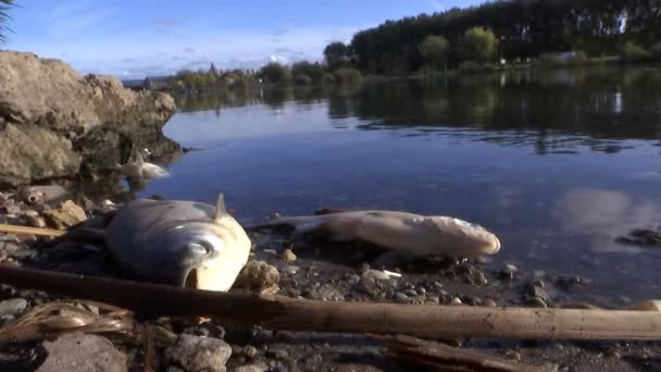 Разложение Дохлой Рыбы Загрязненном Берегу Реки Отравление Рыбы Вызванное Сбросом — стоковое видео
