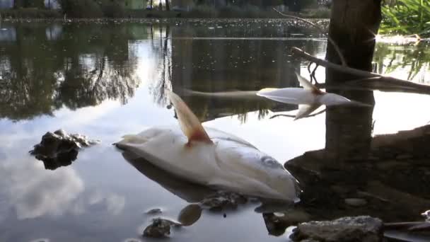 Vergiftiging Van Dode Vis Aan Oever Van Rivier Vergiftiging Van — Stockvideo