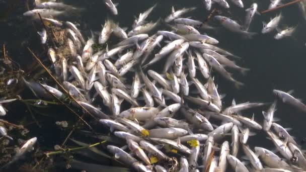 在受污染的河水上漂浮的鱼的大量死亡 河流工厂排放有毒物质造成的鱼类中毒 — 图库视频影像