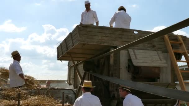 Ново Мілосево Сербія 2019 Zeravica Museum Old Machinery Молотіти Пшеницю — стокове відео