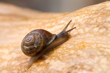 çok yavaş tırmanma salyangoz