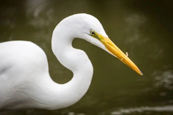 Great White Heron Fish Beak — Stock Photo, Image