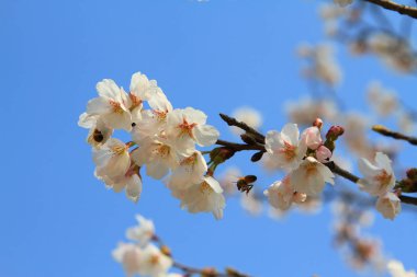 Mavi gökyüzü ile uyum içinde kiraz çiçeği