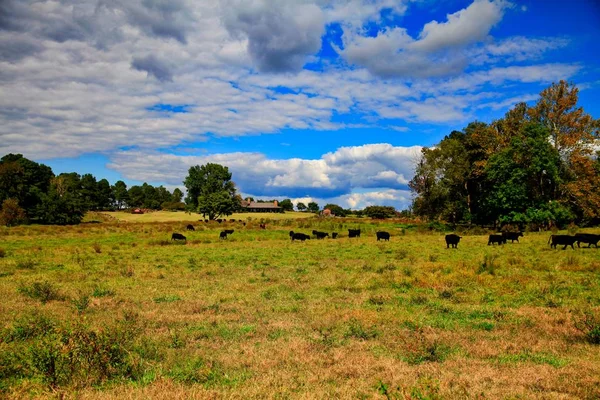 Landschap Prachtige Boerderij Koe — Stockfoto