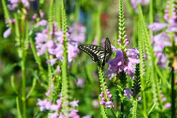 Pink Hot Summer Sitting Flowers Butterfly — Stock Photo, Image