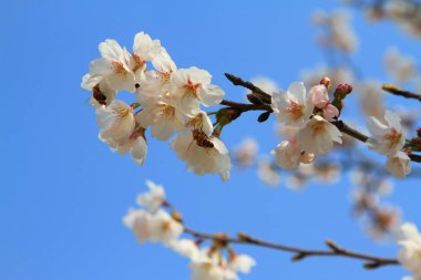 İlkbaharda kiraz çiçeği