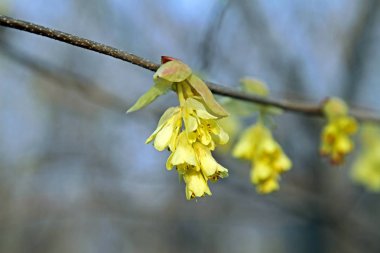 Mavi gökyüzü ile uyum içinde ağaçlar