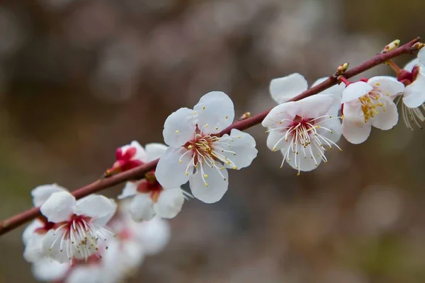 Les Fleurs Pêche Sont Pleine Floraison — Photo