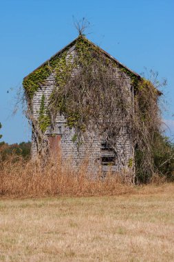 Terk edilmiş çiftlik üzüm ile büyümüş Georgia alanında oturur