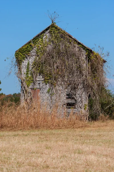 Terk edilmiş çiftlik üzüm ile büyümüş Georgia alanında oturur
