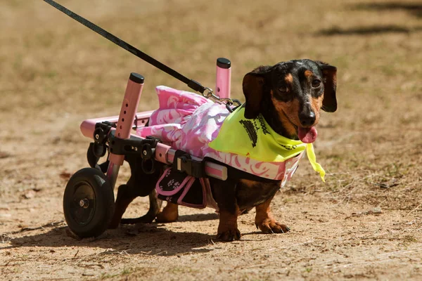 Dachshund с парализованными задними ногами носит прикрепленные колеса в четные — стоковое фото